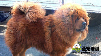 藏獒犬