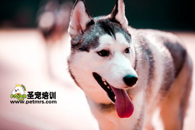 哈士奇狗狗美容