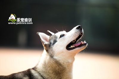 哈士奇狗狗
