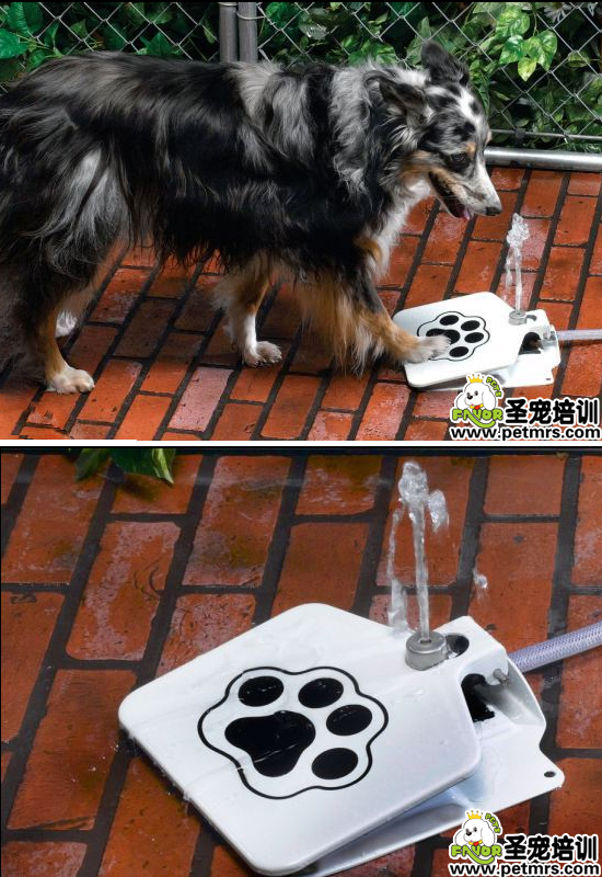 狗狗飲水器