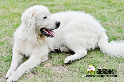 大白熊犬美容梳毛