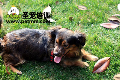 臘腸犬美容方法