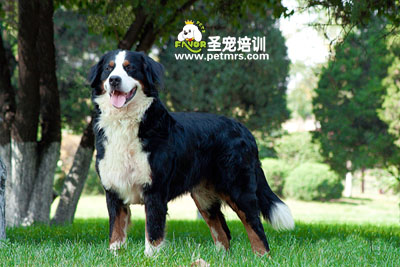伯恩山犬美容