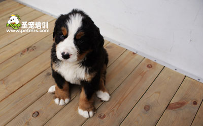 伯恩山犬美容之洗澡