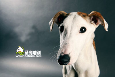 靈緹犬美容