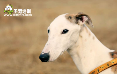 靈緹犬美容