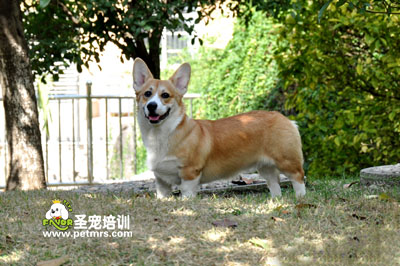 威爾士柯基犬
