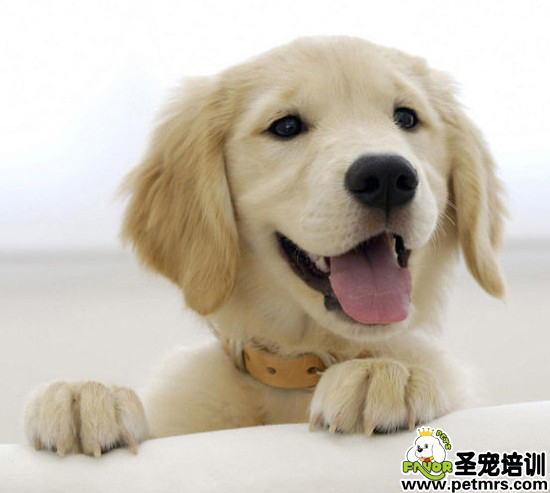 秋季狗狗