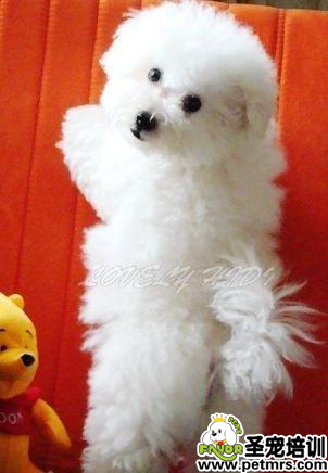 如何養一條誠實的犬