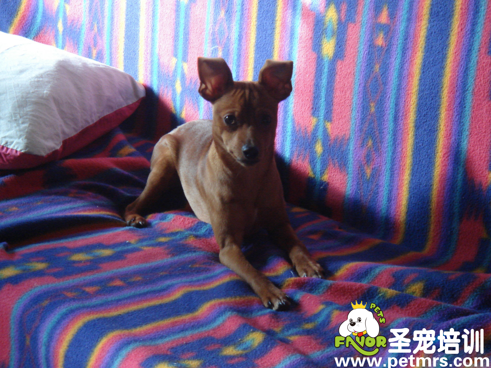 小鹿犬勇敢救主