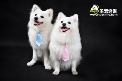 銀狐犬美容