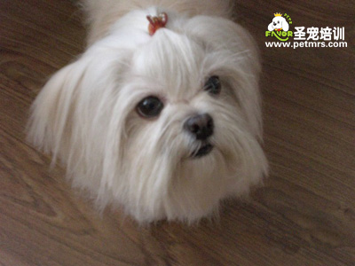 西施犬美容