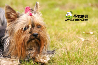 約克夏犬美容