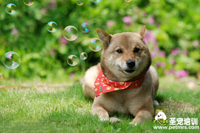 柴犬的美容