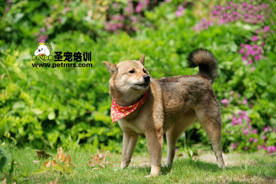 柴犬狗狗