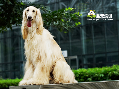 阿富汗犬美容
