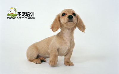 臘腸犬美容