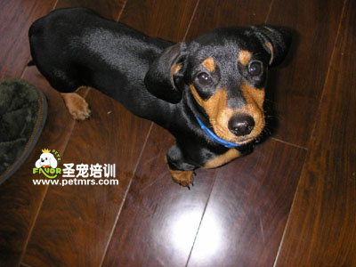 臘腸犬美容之梳毛