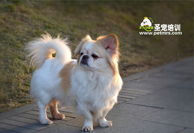 京巴犬美容