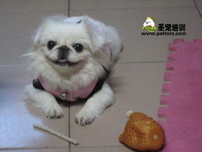 京巴犬美容