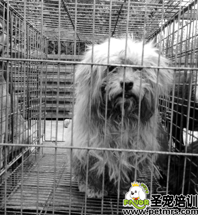 流浪狗中心驚現(xiàn)名貴古牧
