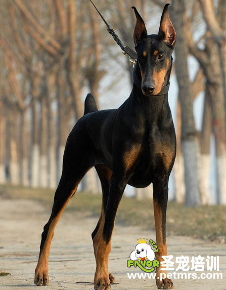 杜賓犬做立耳手術后的護理