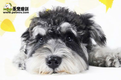 雪納瑞美容之剃毛