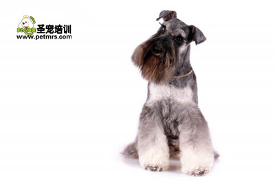雪納瑞美容之修毛