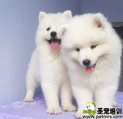 狗狗對哪些食物感興趣