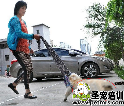 詹紅英用她特制的圍巾拎著小狗狗在天福花園小區(qū)內(nèi)散步