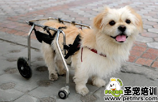 圖為7月19日，裝著寵物輪椅車(chē)的小狗狗一副可愛(ài)的樣子