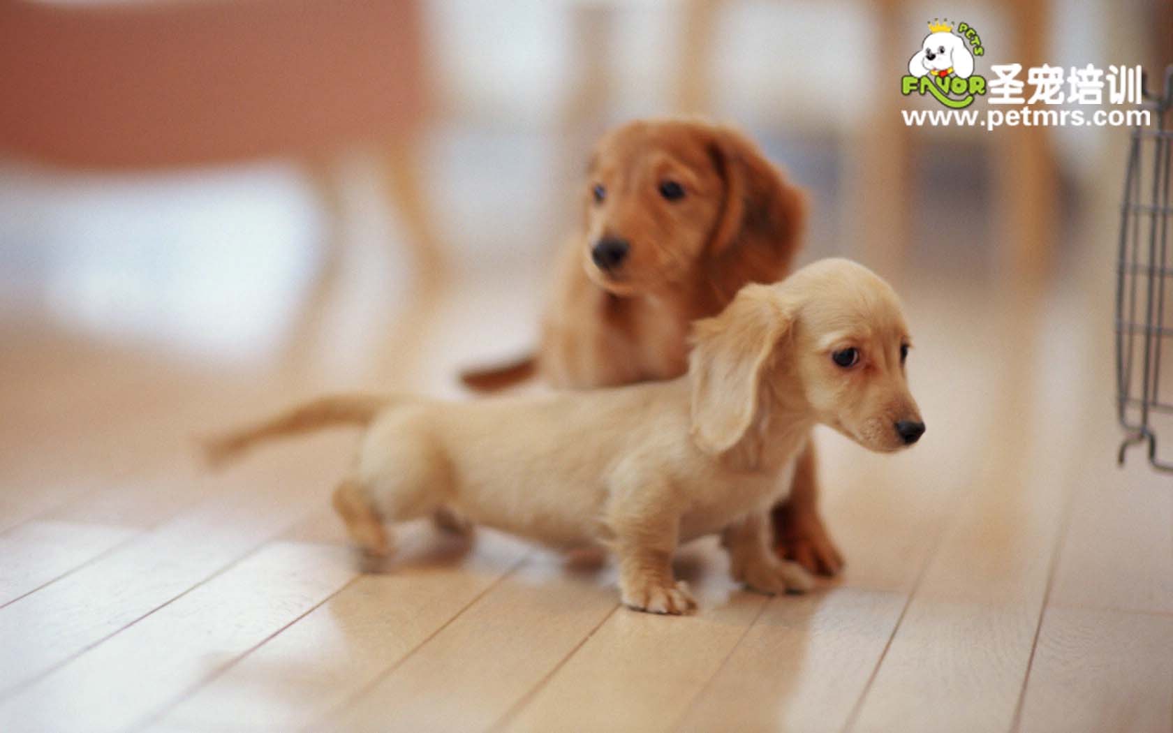 臘腸犬便秘的癥狀和治療方法