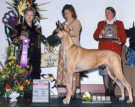 大丹犬美容