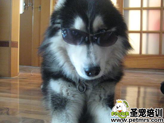 小狗戴墨鏡成癮