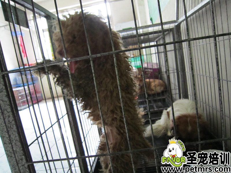 狗狗留檢所的生活