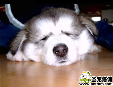 導致狗狗肥胖的原因