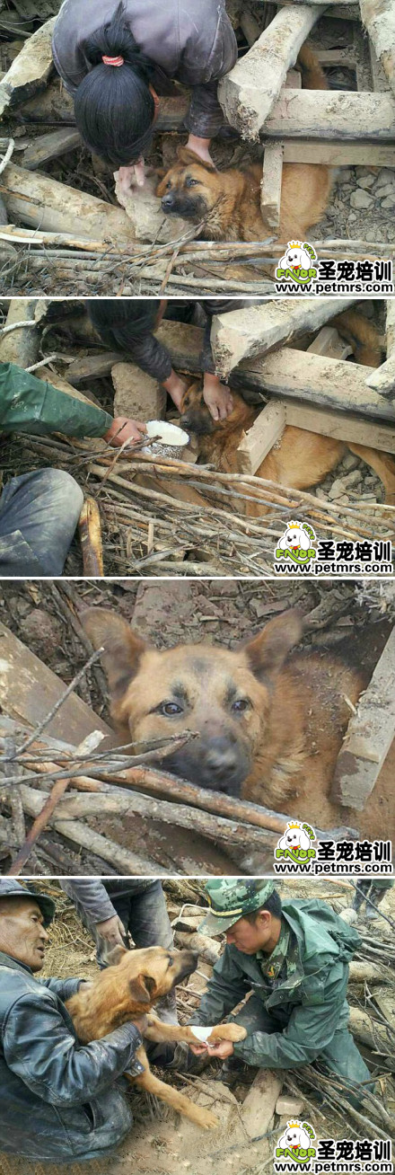 狗狗震后77小時獲救