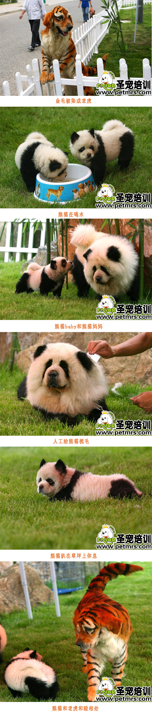 狗狗染毛