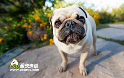 可愛狗狗