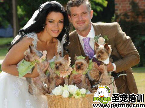 英國新娘邀狗當伴娘 4只狗狗獲最高禮遇