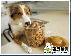 如何正確喂狗狗零食