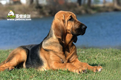 可愛狗狗