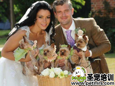 英國一對新人和他們的小狗伴娘。