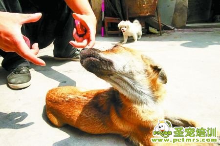 李先生比劃笨笨丟失前的身形