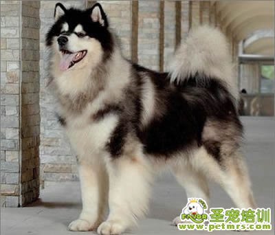高溫天狗狗心情也不好