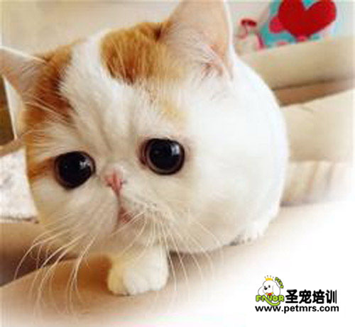 寵物肥胖可能引起的疾病