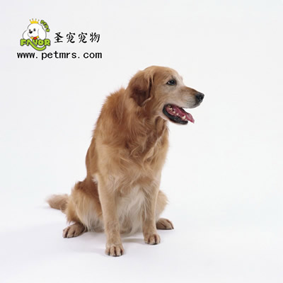 狗狗便秘的診斷和治療方法
