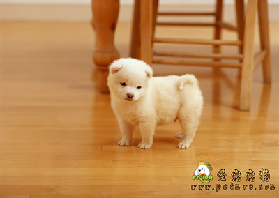 狗狗牙周炎的癥狀和預防的方法