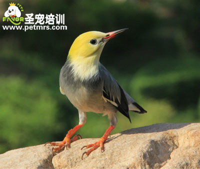 金絲雀呼吸道疾病的診斷和治療方法