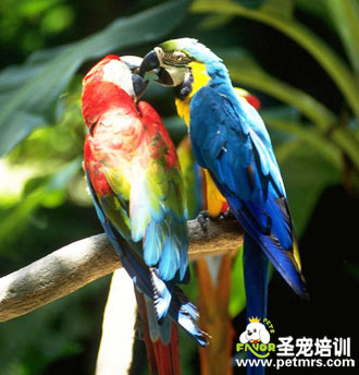 觀賞鳥外傷的治理方法